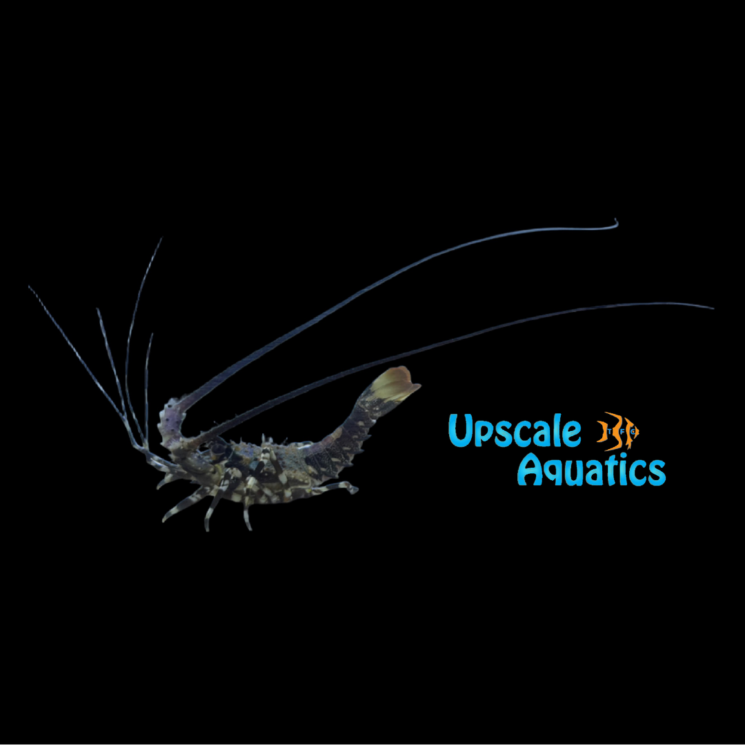 Ornate Spiny Lobster (Panulirus ornatus)