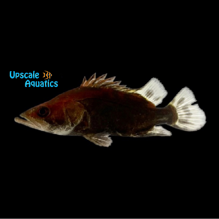 Chinese Red Perch (Siniperca chuatsi)