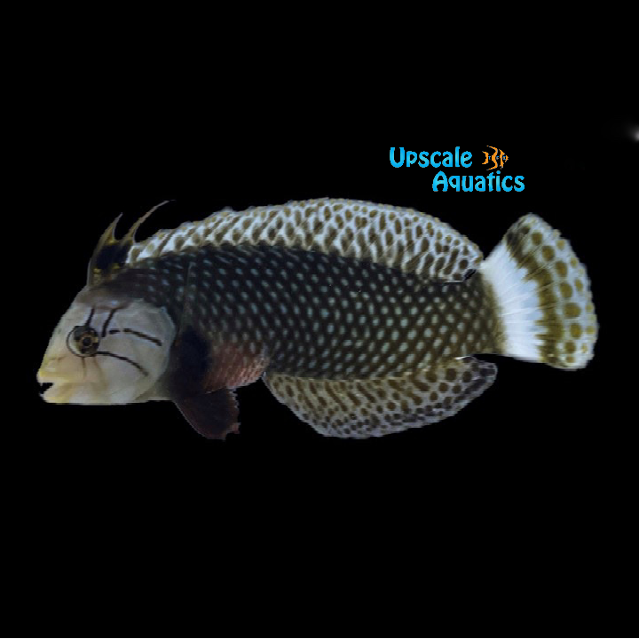 Dragon Wrasse - Adult (Novaculichthys taeniourus)