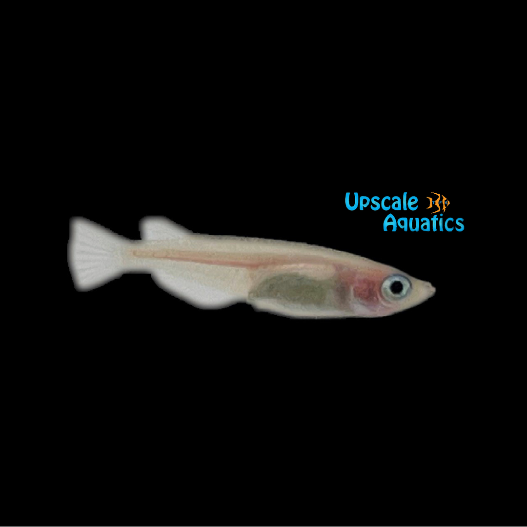 Galaxy Medaka Ricefish (Oryzias latipes 'galaxy')