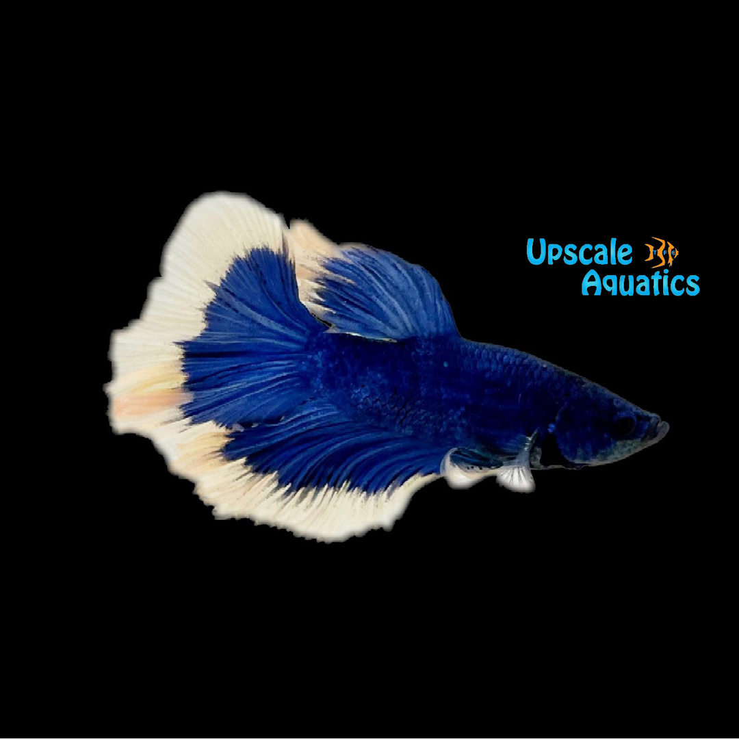 Blue Butterfly Halfmoon Betta - Male (Betta splendens)
