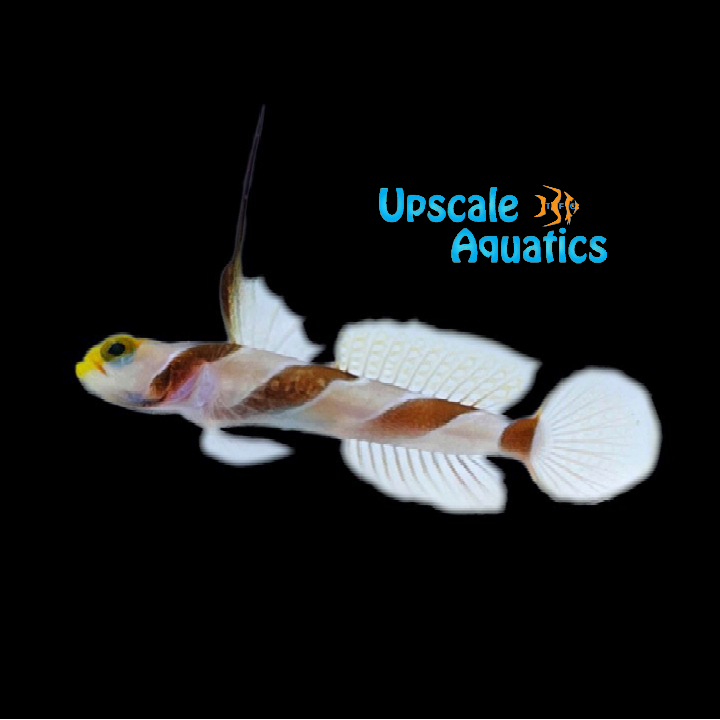 High Fin Banded Goby (Stonogobiops nematodes)