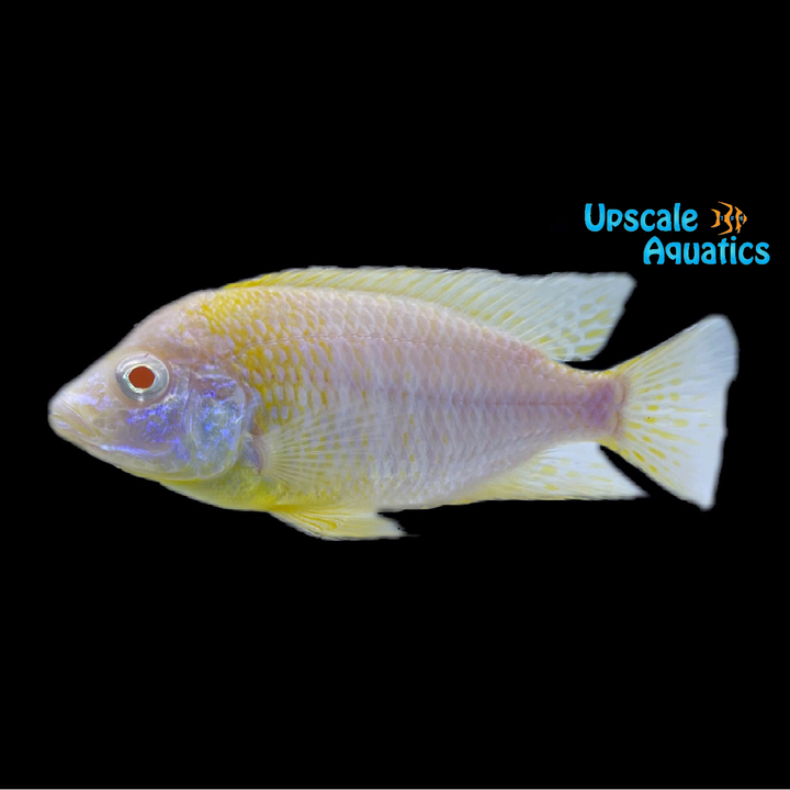 Albino Sunshine Peacock (Aulonocara Baenschi)