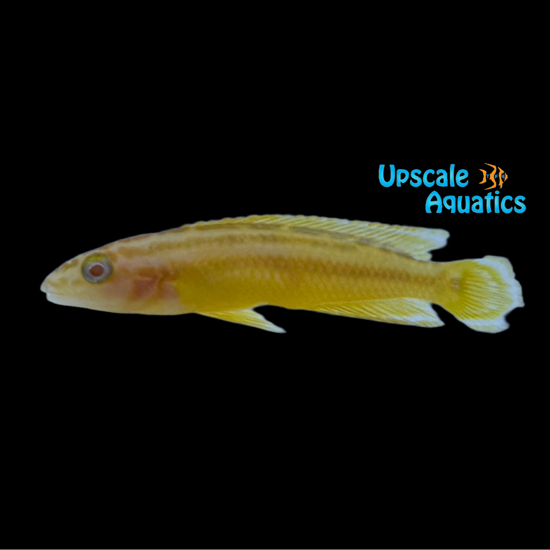 Albino Golden Julie Cichlid (Julidochromis ornatus albino)