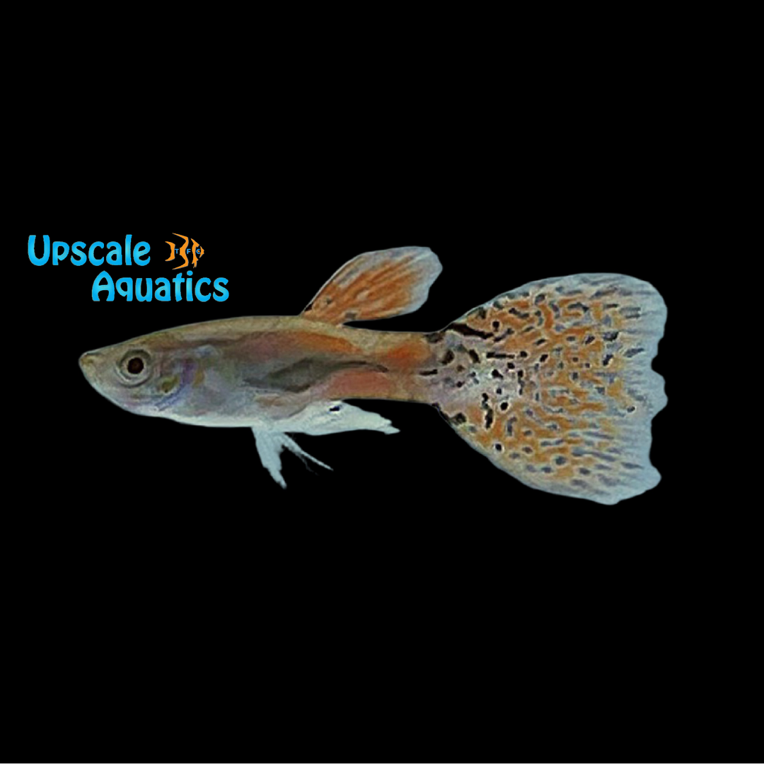 Red Grass Guppy (Poecilia reticulata)