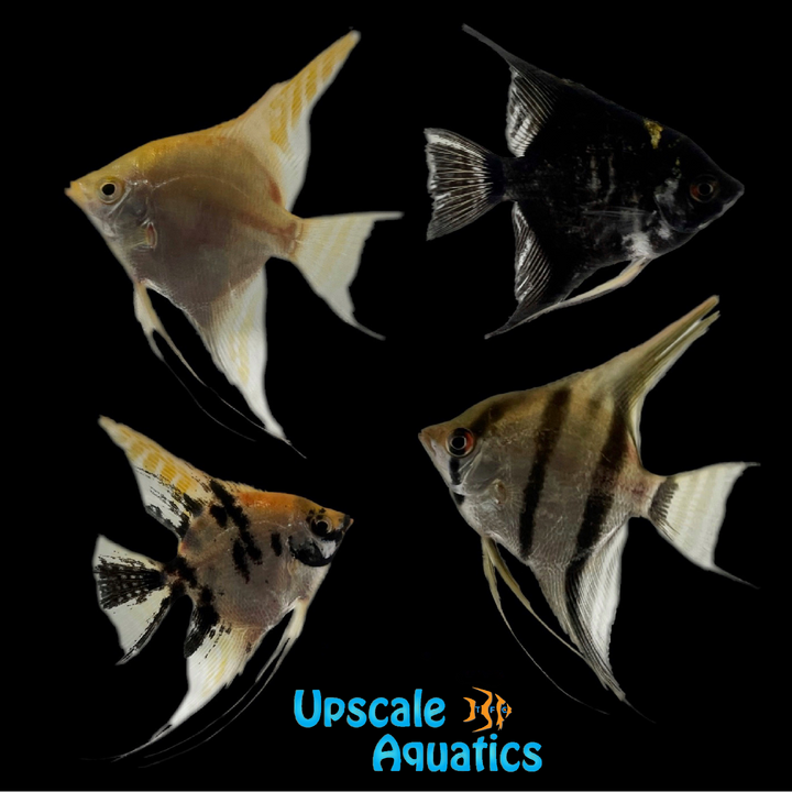 Premium Assorted Angelfish (Pterophyllum scalare)