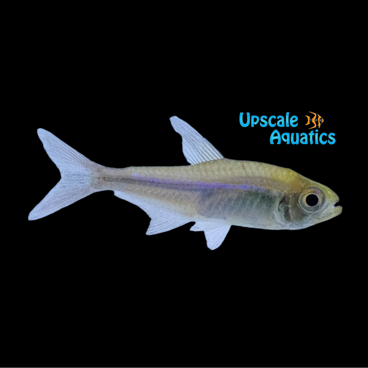 Bleeding Blue Tetra (Hyphessobrycon margitae)