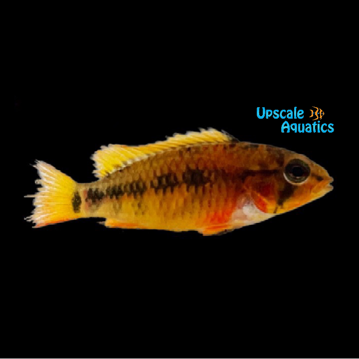 Apisto. Macmasteri 'Ashaninka' Extreme Red (Apistogramma macmasteri 'ashaninka')