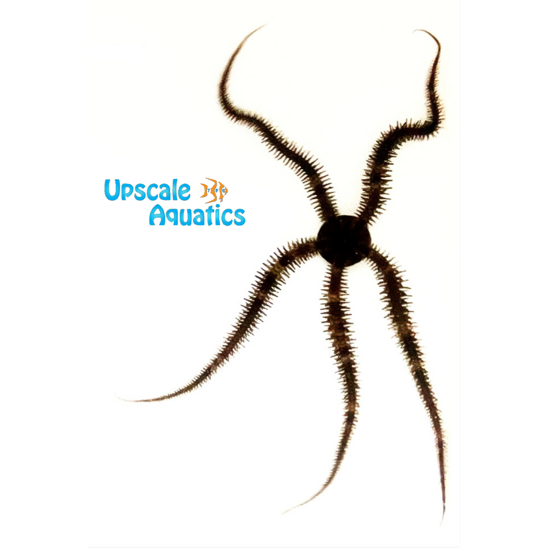 Black Brittle Starfish (Ophiocoma echinata)
