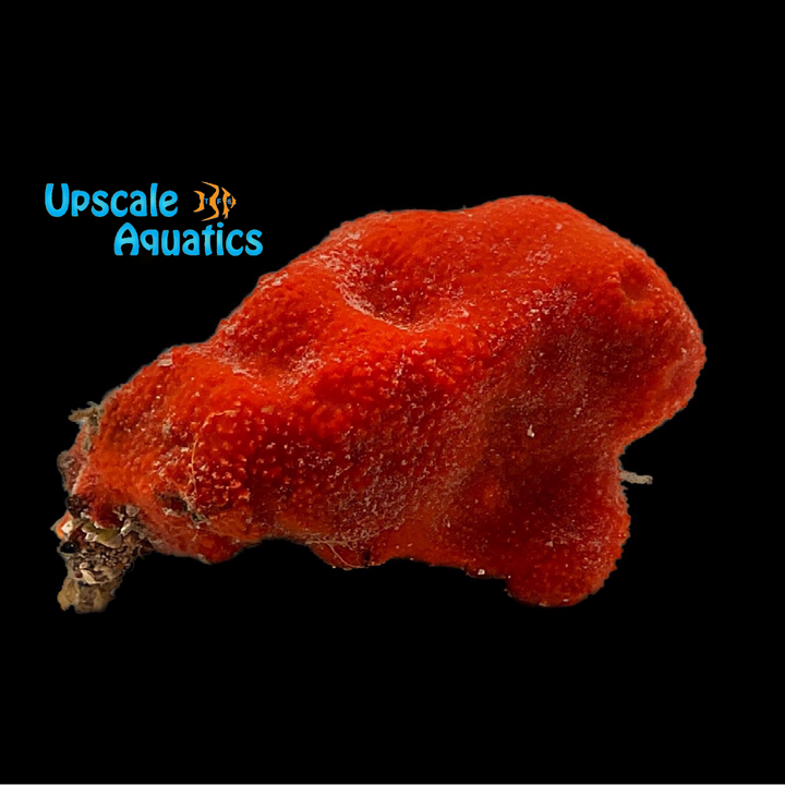 Red Ball Sponge (Pseudaxinella lunaecharta)