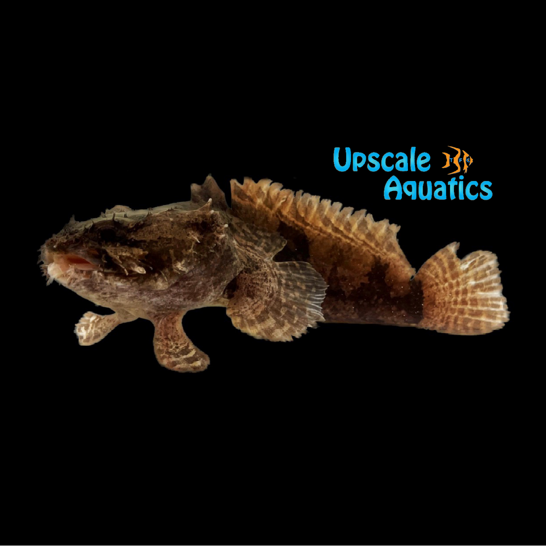 Freshwater Lionfish (Batrachomoeus trispinosus)
