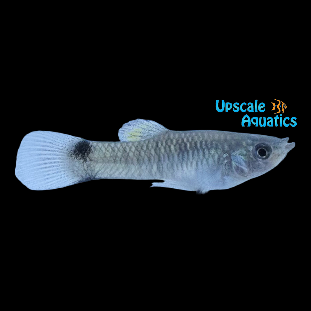 Southern Molly (Poecilia vivipara)