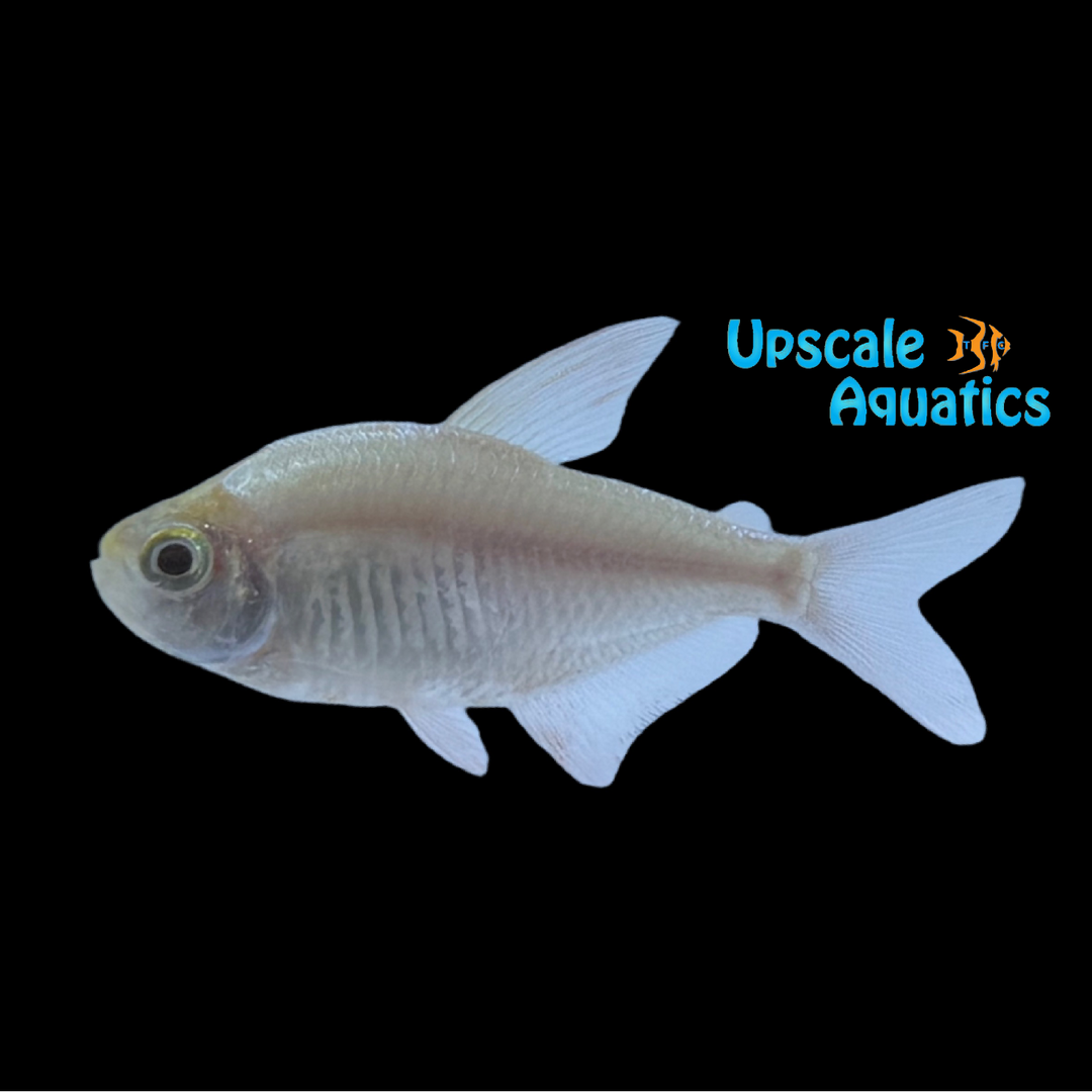 Albino Colombian Tetra (Hyphessobrycon columbianus albino)
