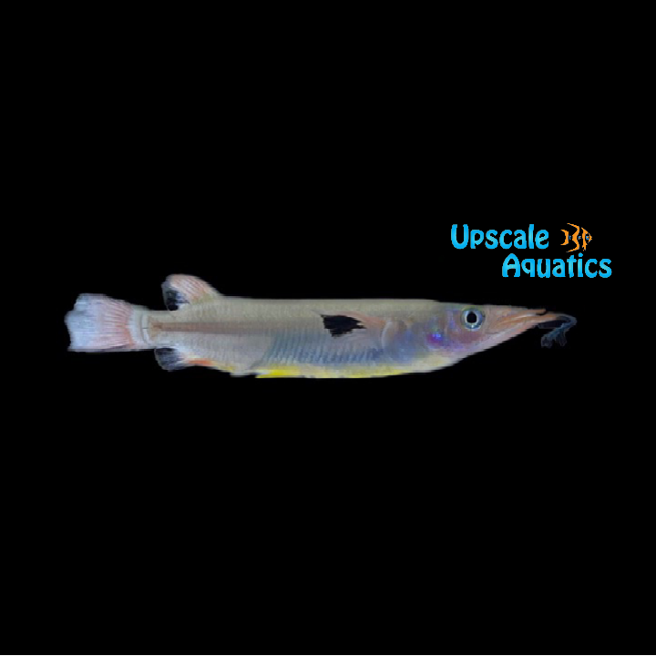 Celebes Halfbeak (Nomorhampus liemi)