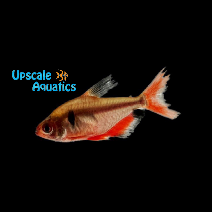 Longfin Serpae Tetra (Hyphessobrycon serpae)