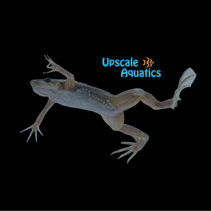 Carvalho's Surinam Toad (Pipa carvalhoi)