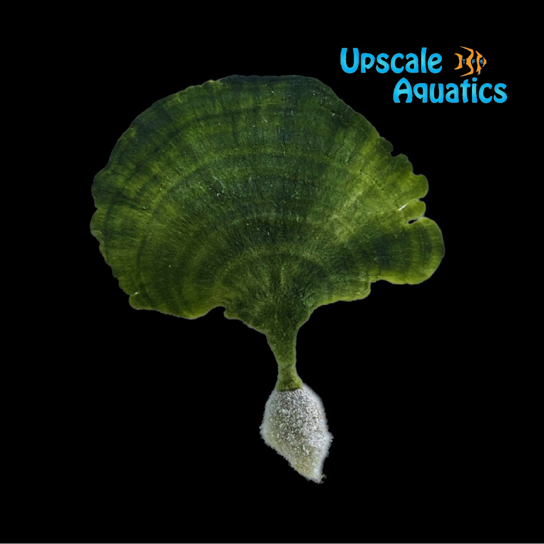 Mermaid Fan Macroalgae (Udotea sp.)