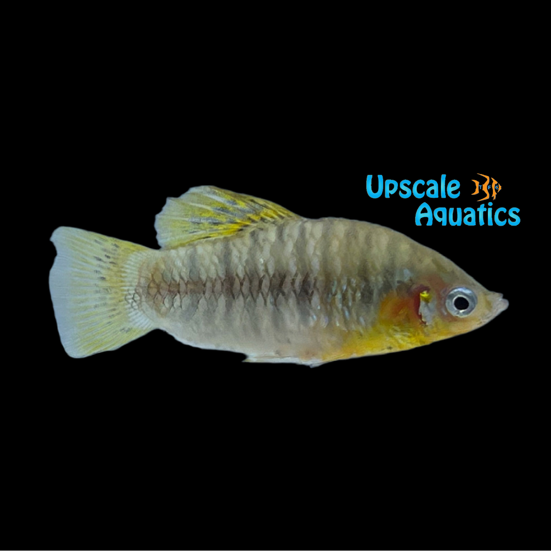 Humpbacked Limia Livebearer (Limia nigrofasciata)