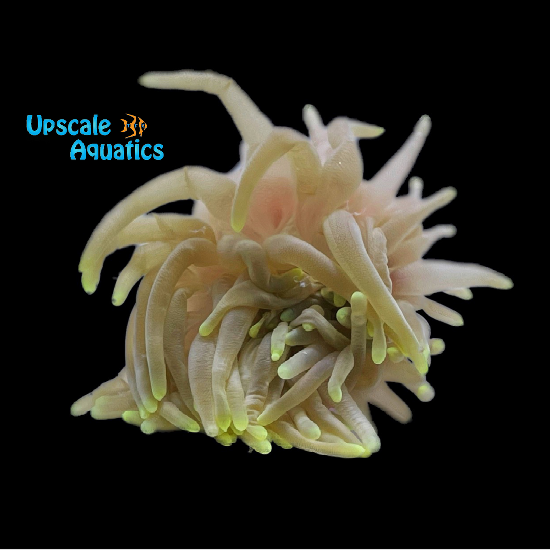 Condy Anemone (Condylactis gigantea)