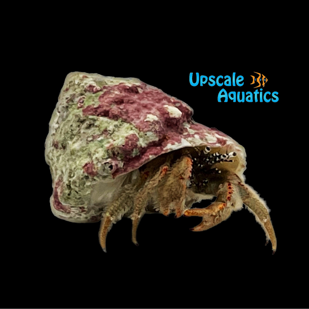 Hairy Hermit Crab (Pagurus cuanensis)