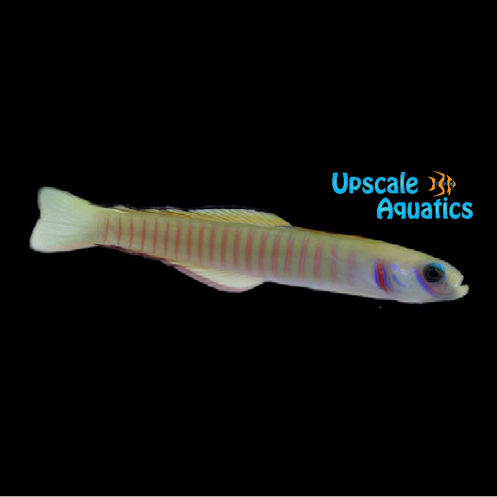 Zebra Barred Dartfish (Ptereleotris zebra)