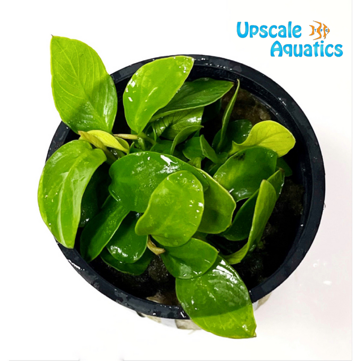 Golden Anubias (Anubias nana golden)