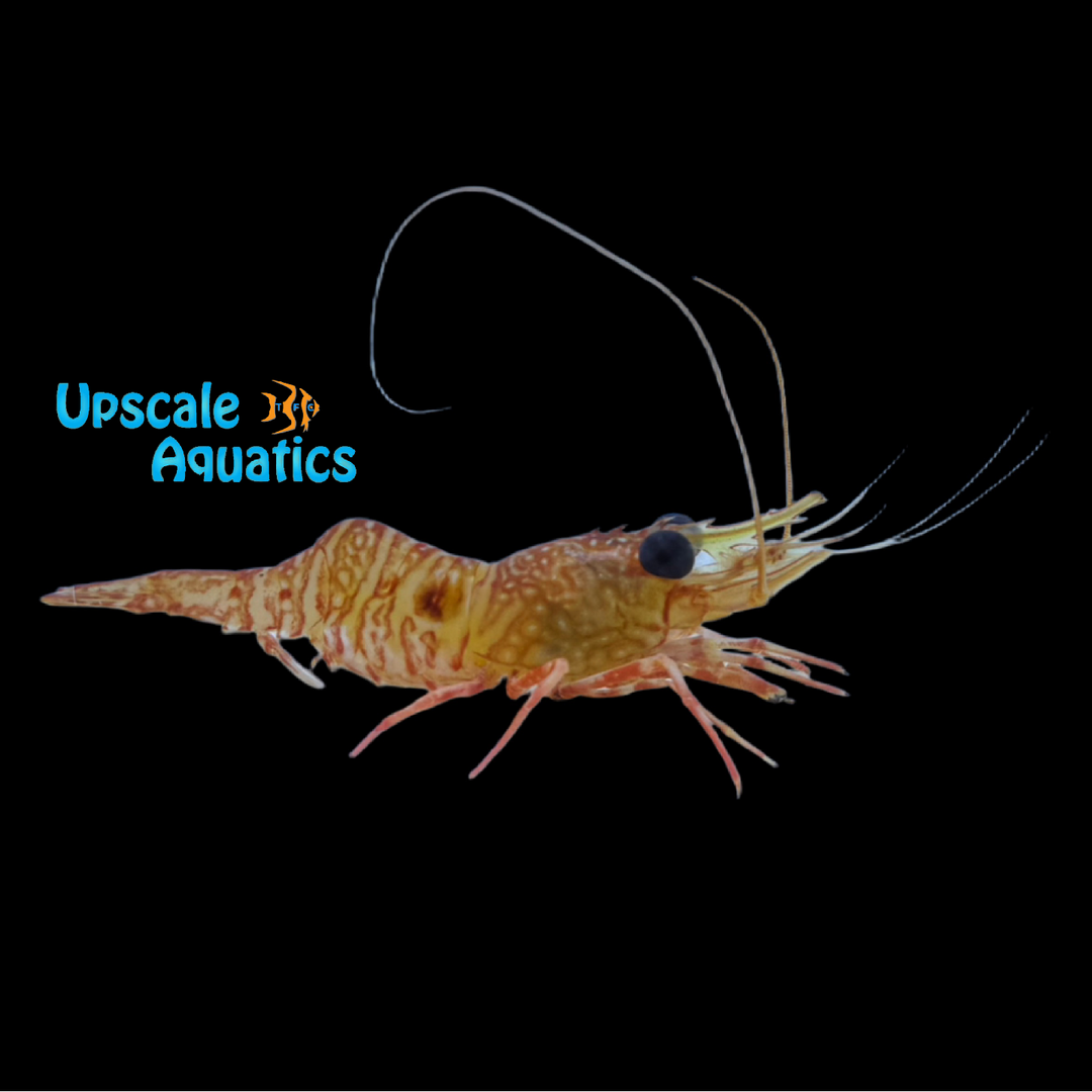 Red Night Shrimp (Cinetorhynchus manningi)