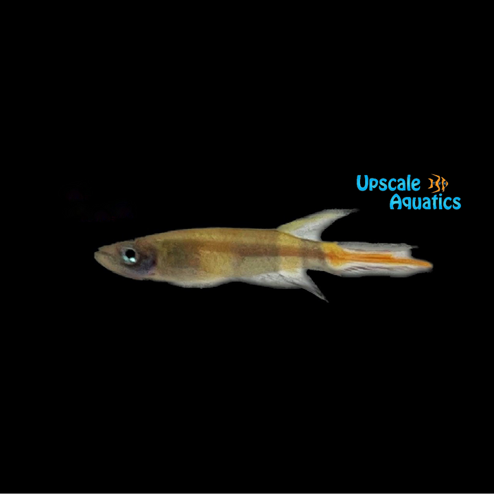 Clown Killifish (Epiplatys annulatus)