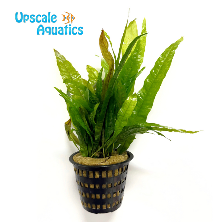 Java Fern (Microsorium pteropus)