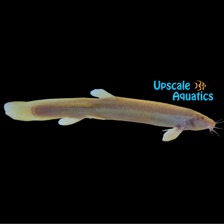 Albino Dojo Loach (Misgurnus anguillicaudatus albino)