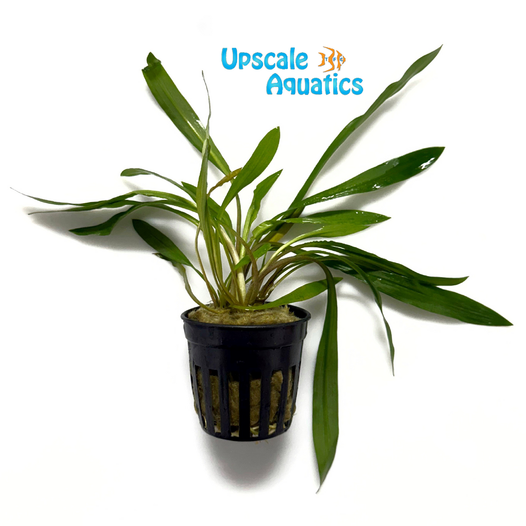 Tiger Spiralis Crypt. (Cryptocoryne spiralis tiger)