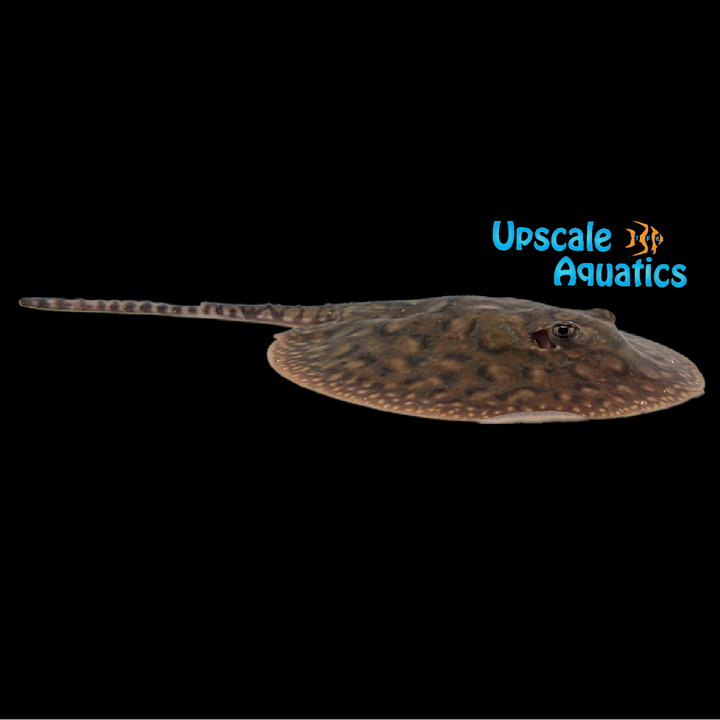 Hybrid Motoro Stingray - Captive Bred (Potamotrygon sp.)