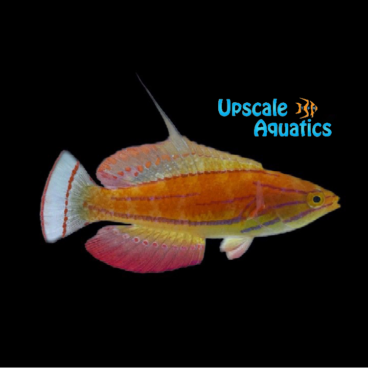 McCosker's Flasher Wrasse (Paracheilinus mccoskeri)