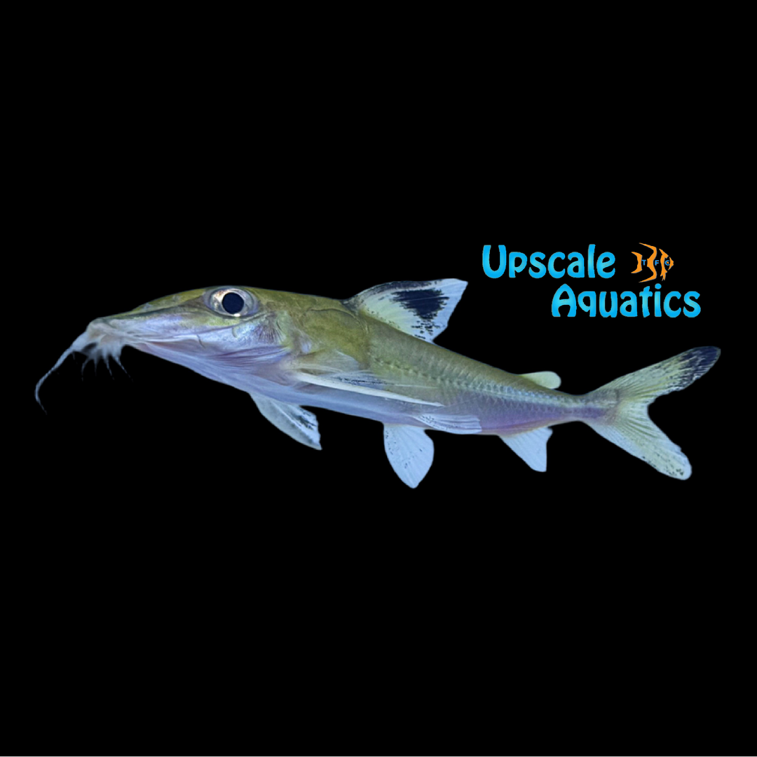 Black Top Mouse Catfish (Hassar orestis)