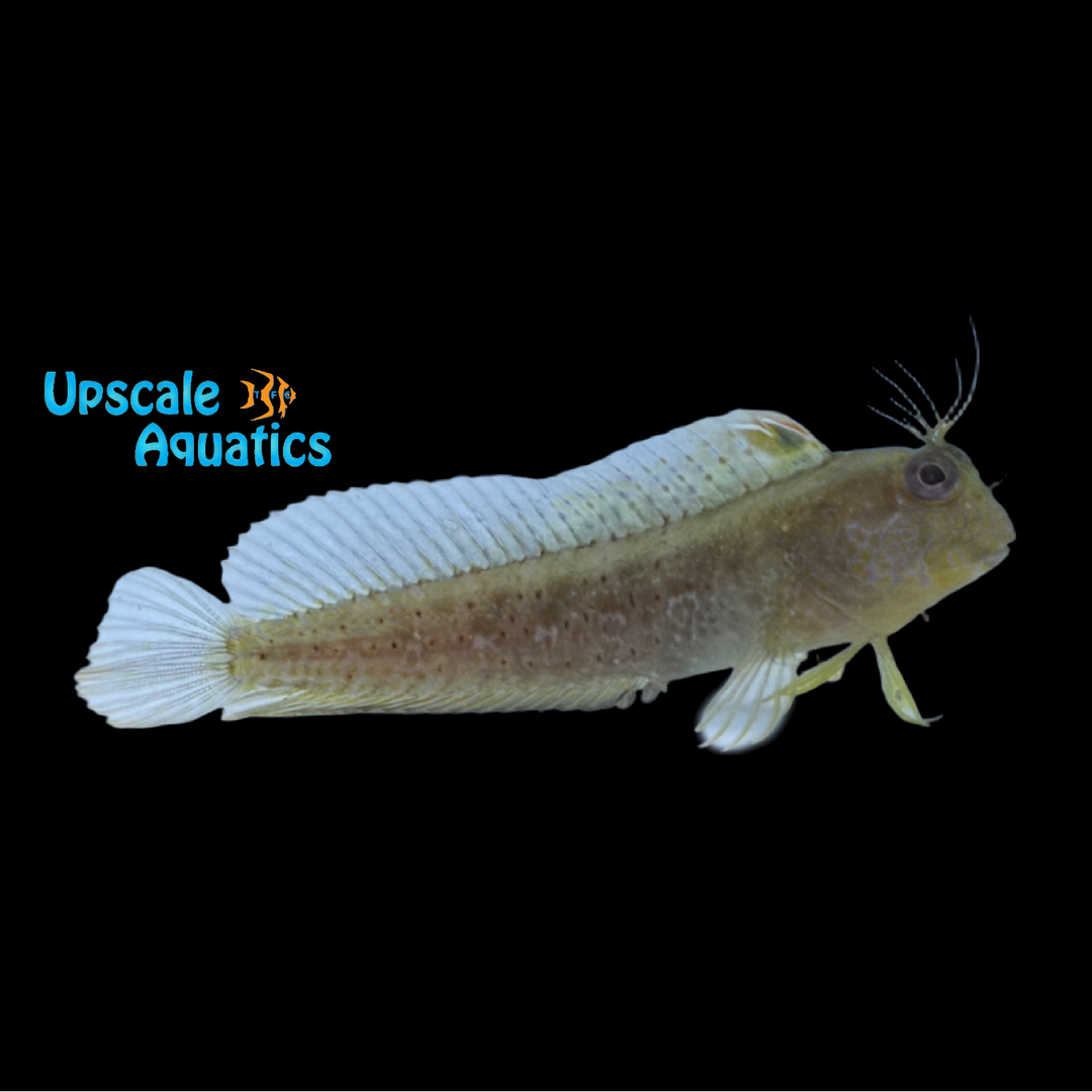 Crested Blenny (Hypleurochilus geminatus)