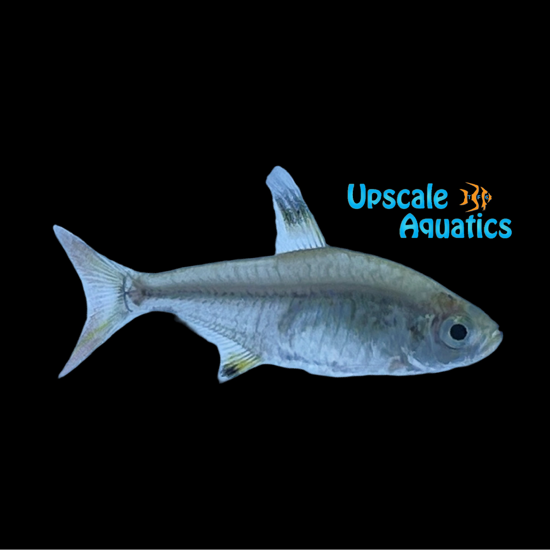 Pristella Tetra (Pristella maxillaris)