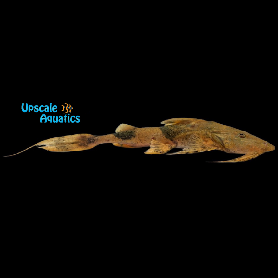 Borneo Goonch Catfish (Bagarius lica)