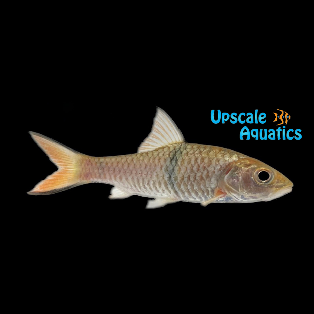 Hampala Barb (Hampala macrolepidota)