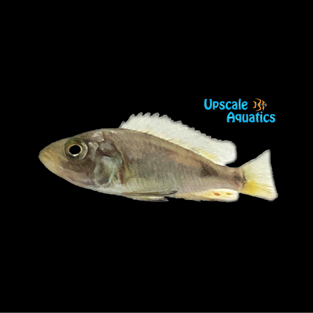 Astatotilapia Nubila