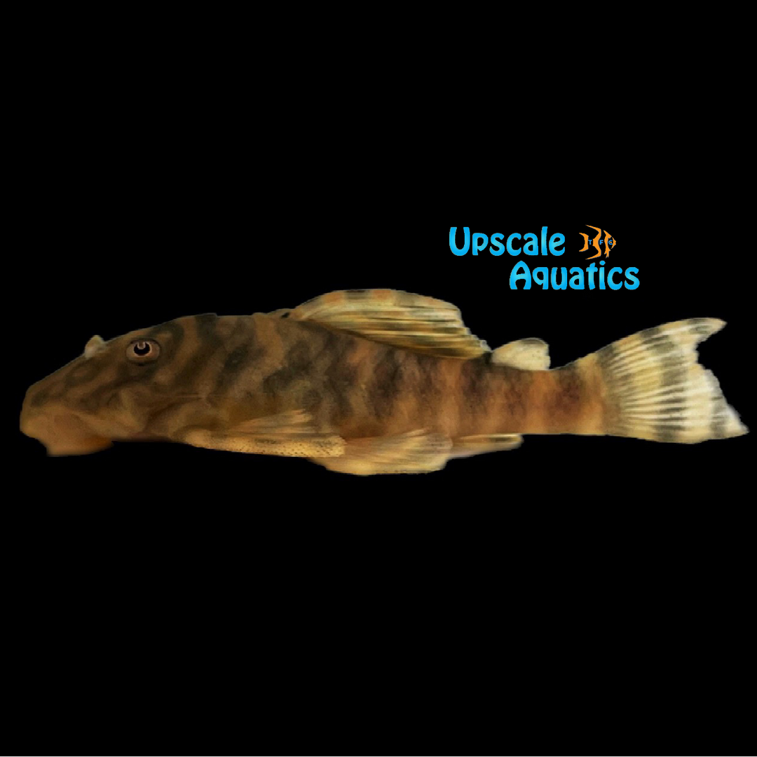 Dwarf Tiger Pleco L080 (Peckoltia sp. L080)