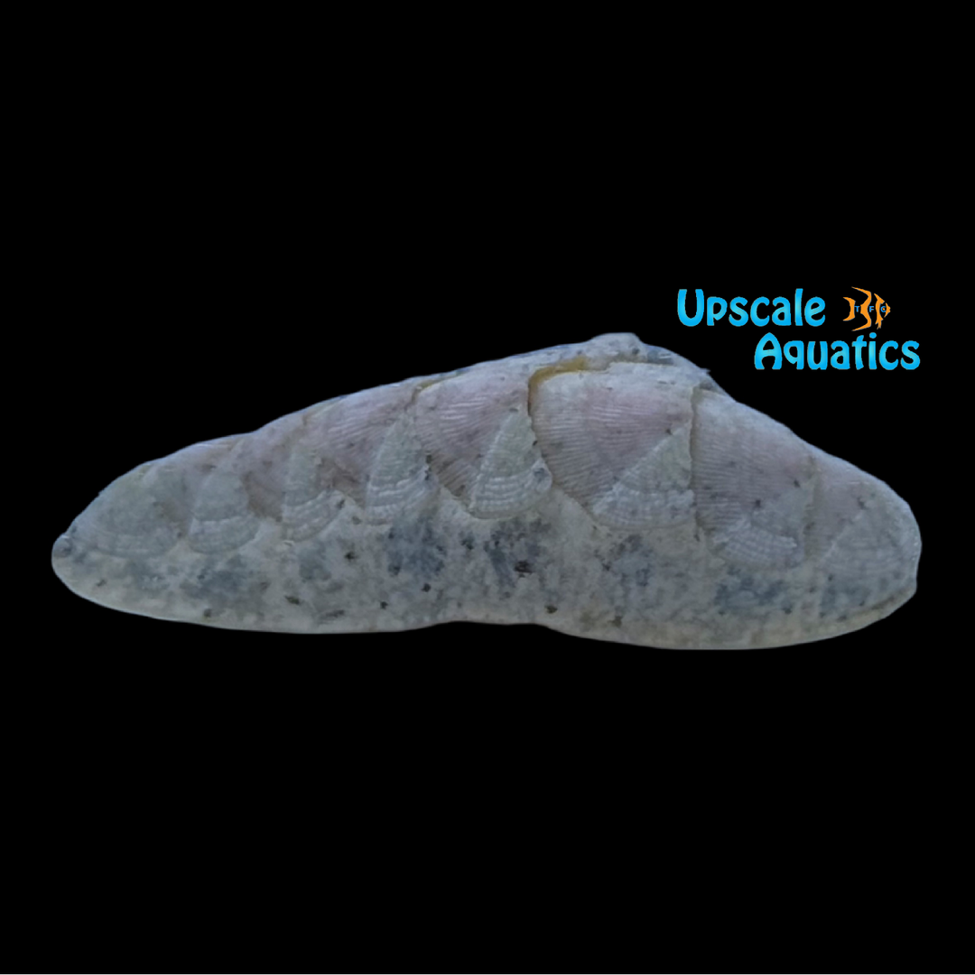 Florida Slender Chiton (Stenoplax floridana)