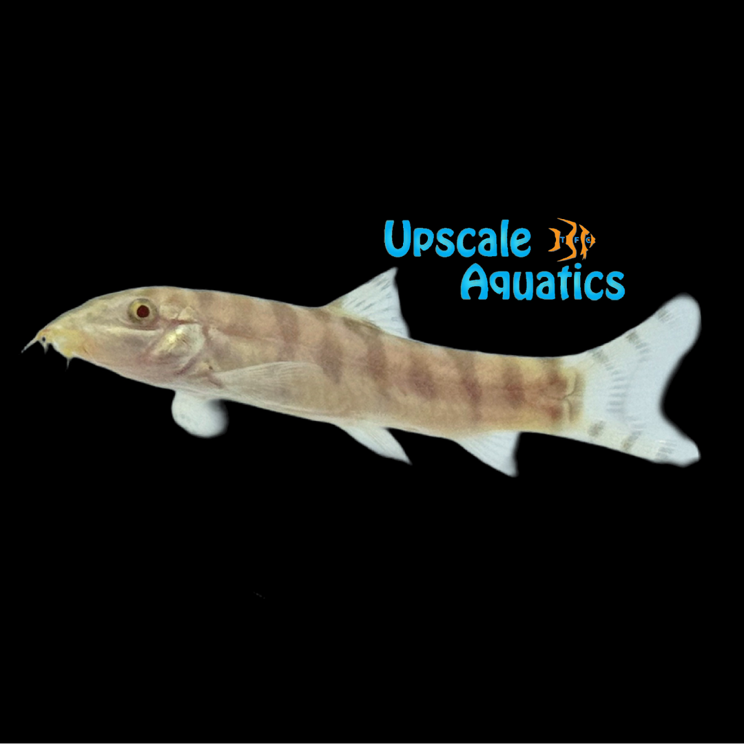 Albino Yo-Yo Loach (Botia almorhae var)