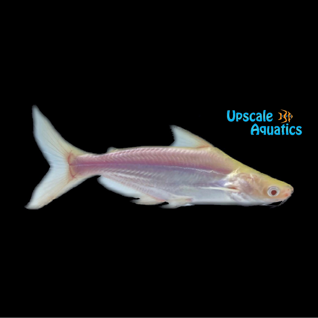 Albino Iridescent Shark (Pangasianodon hypophthalmus)