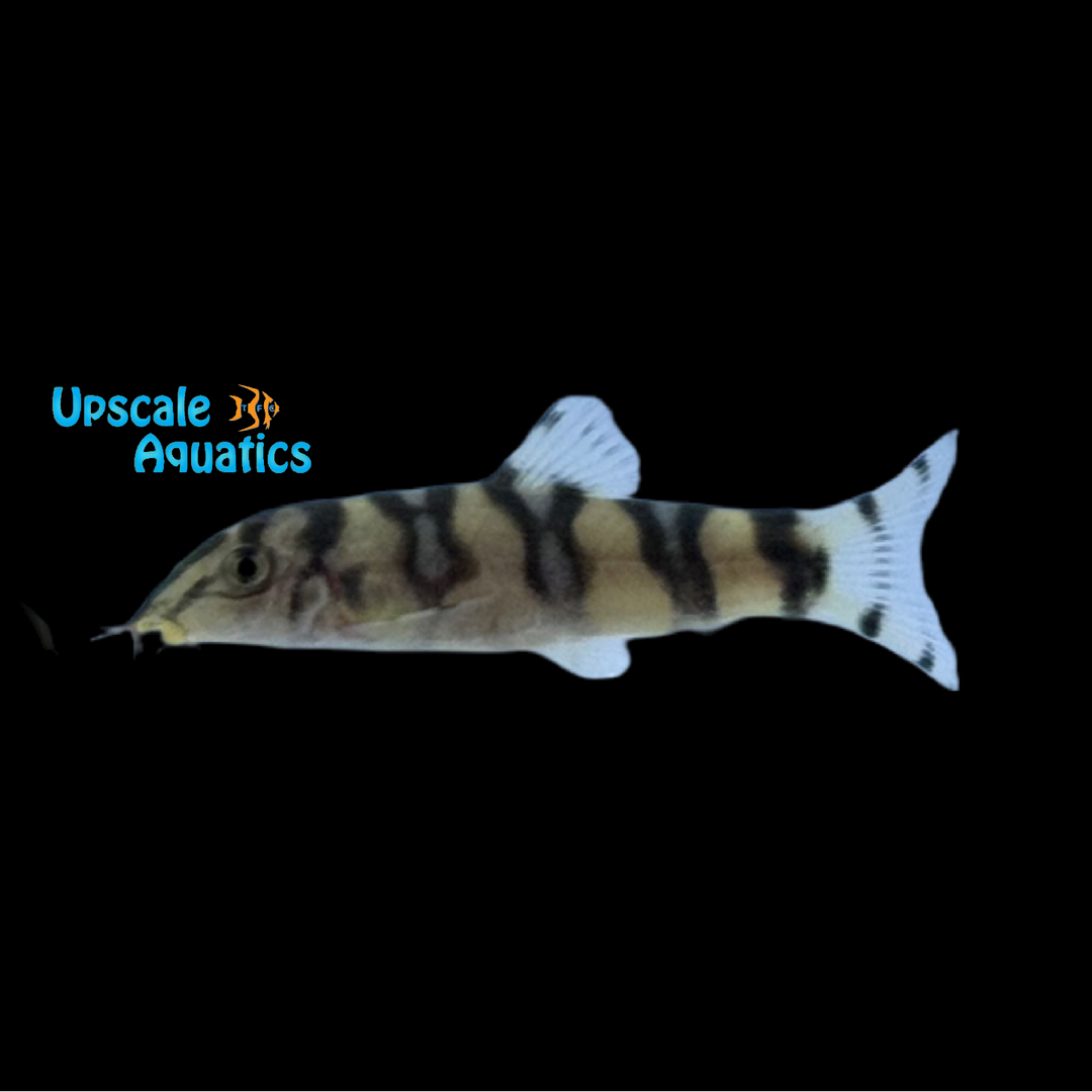 Golden Zebra Loach (Botia histrionica)