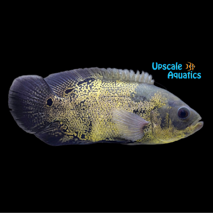 Bumblebee Oscar (Astronotus crassipinnis)