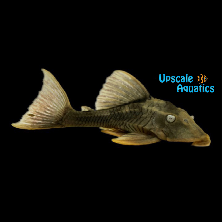 Firefin Pleco L360 (Hypostomus sp. L360)