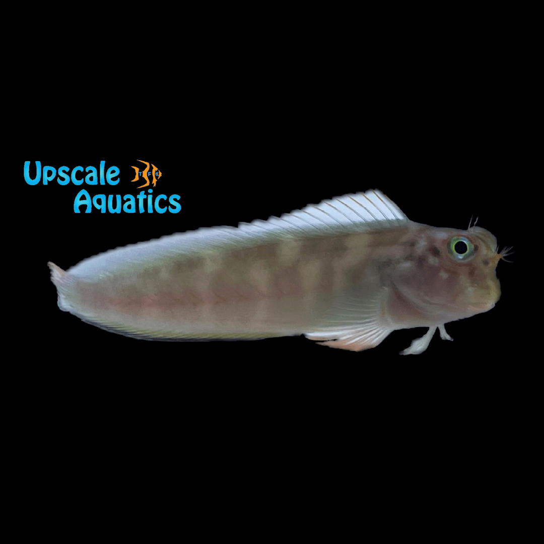 Redlip Blenny (Ophioblennius macclurei)