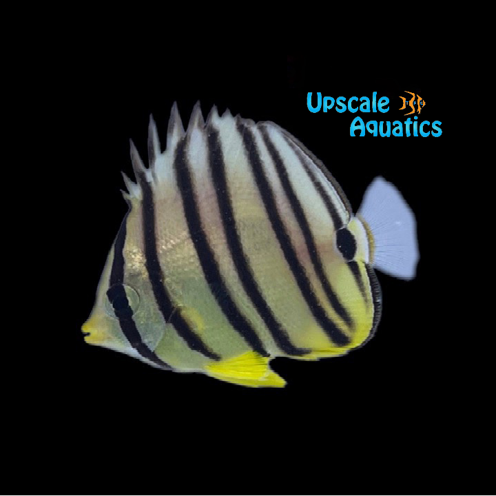Eightband Butterfly (Chaetodon octofasciatus)