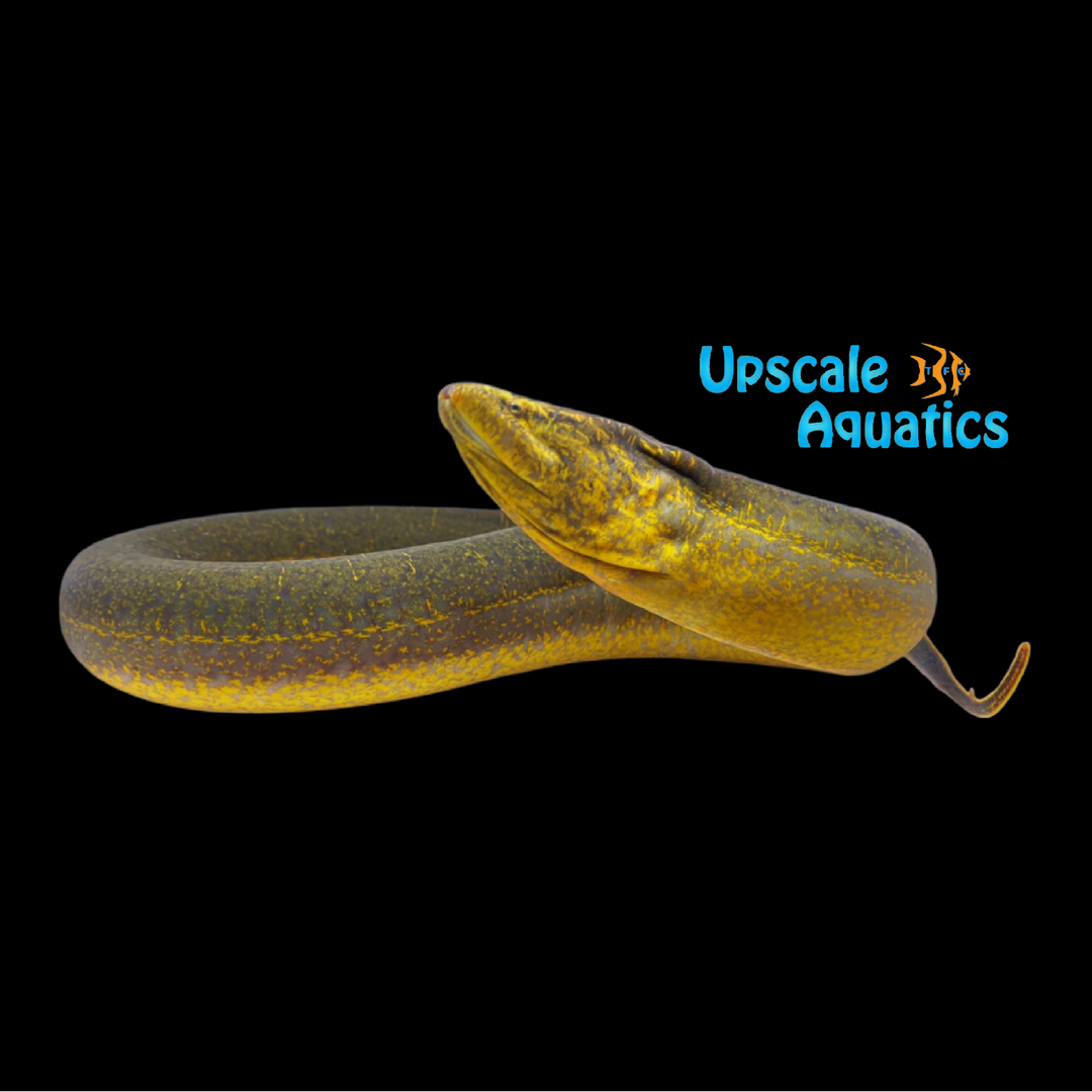 Asian Swamp Eel (Monopterus albus)