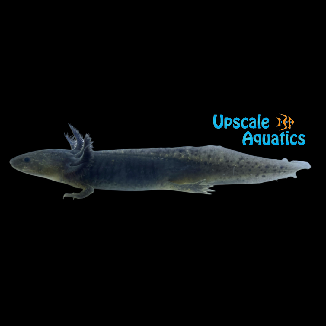 GFP Melanistic Axolotl (Ambystoma mexicanum)